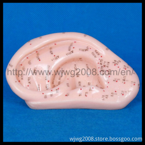 Message Acupuncture Ear Model (M-3-13)